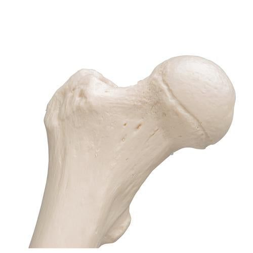 Femur Lårbensknogle