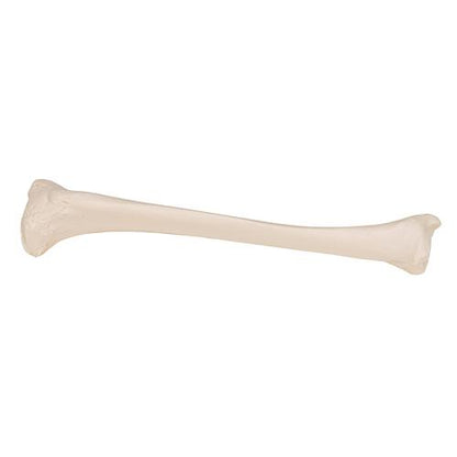 Model af skinneben (tibia) – billede 3