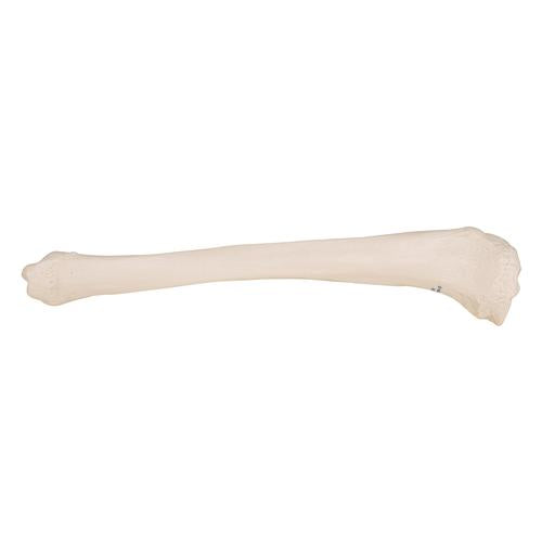 Model af skinneben (tibia) – billede 4