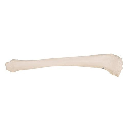 Model af skinneben (tibia) – billede 4