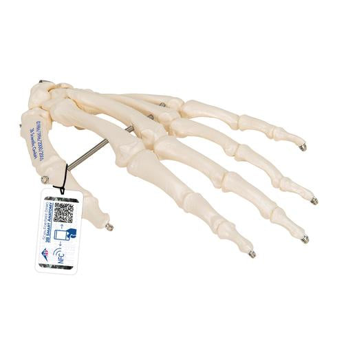 Håndskelet m. wire