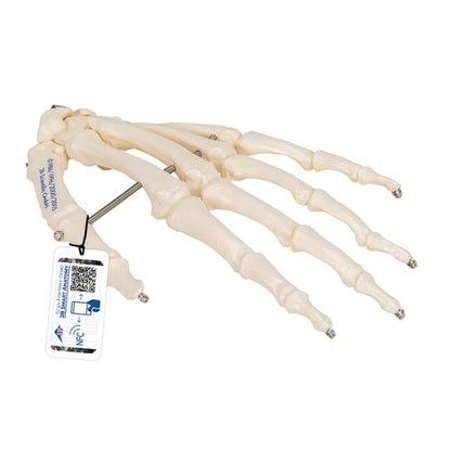 Håndskelet m. wire