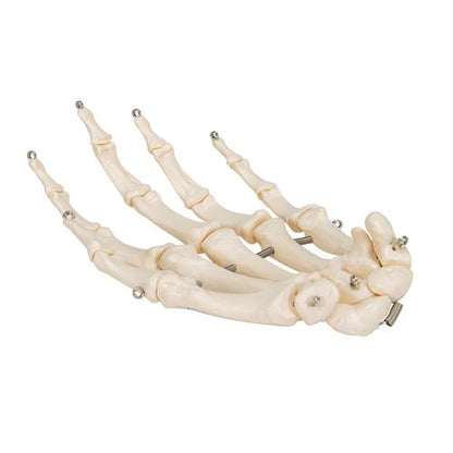 Håndskelet m. wire