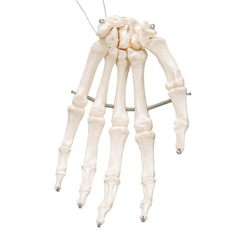 Håndskelet m. wire