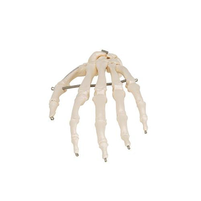 Håndskelet m. wire