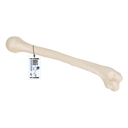 Humerus Overarmsknogle