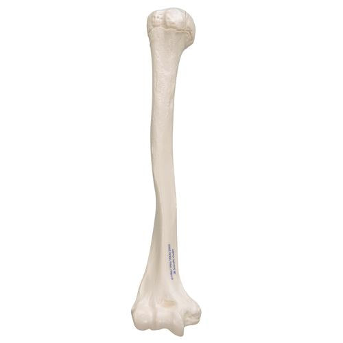 Humerus Overarmsknogle