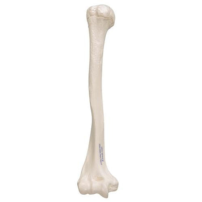 Humerus Overarmsknogle