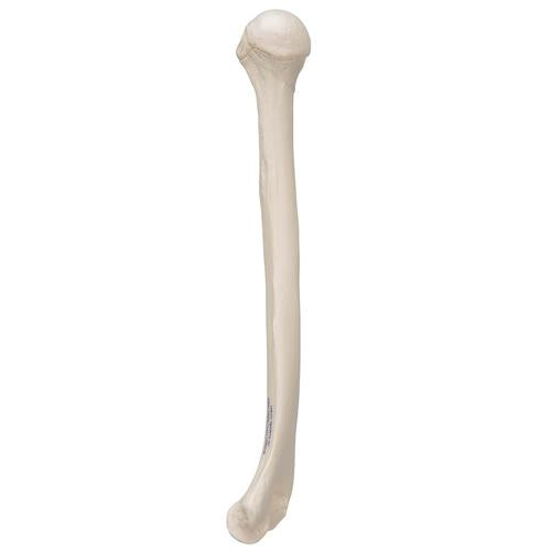Humerus Overarmsknogle