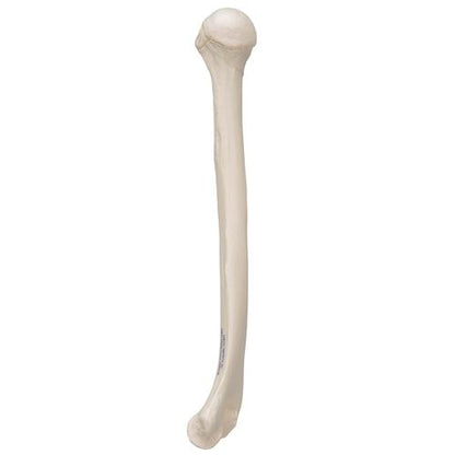 Humerus Overarmsknogle