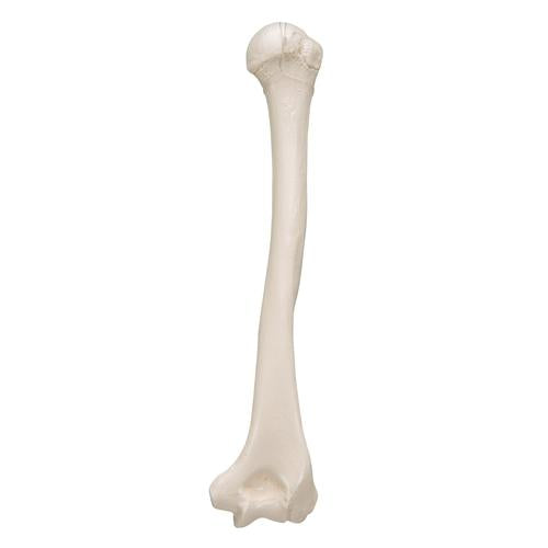 Humerus Overarmsknogle