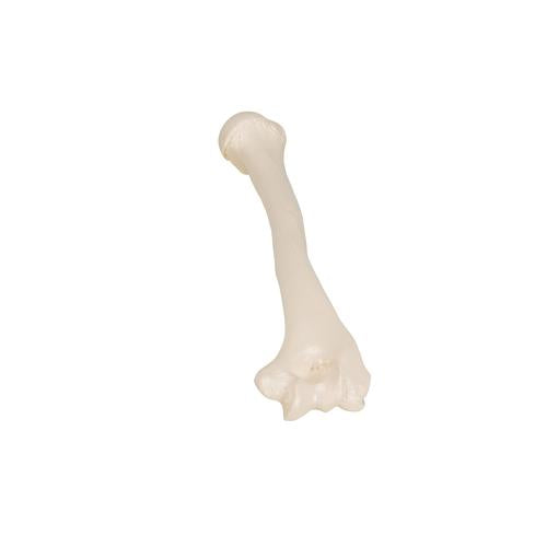 Humerus Overarmsknogle