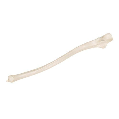 Model af albueben (ulna) – billede 2
