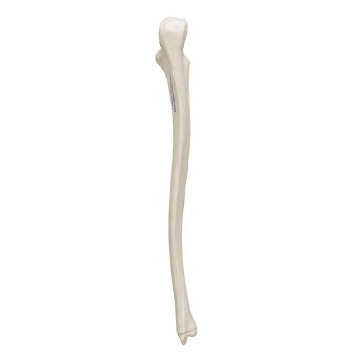Model af albueben (ulna) – billede 4