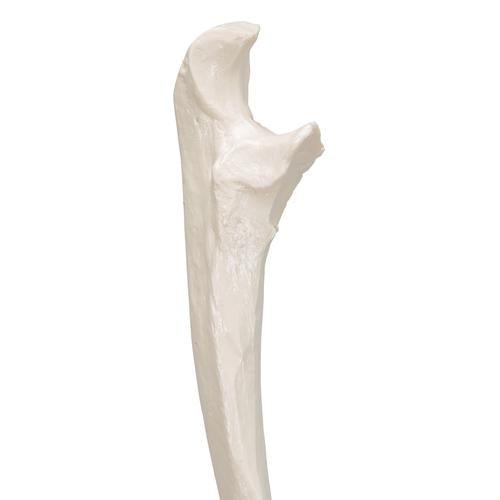 Model af albueben (ulna) – billede 5