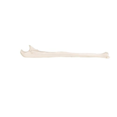 Model af albueben (ulna) – billede 6