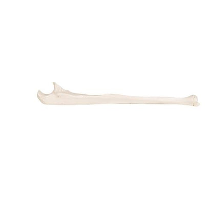 Model af albueben (ulna) – billede 6