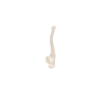 Model af albueben (ulna) – billede 7