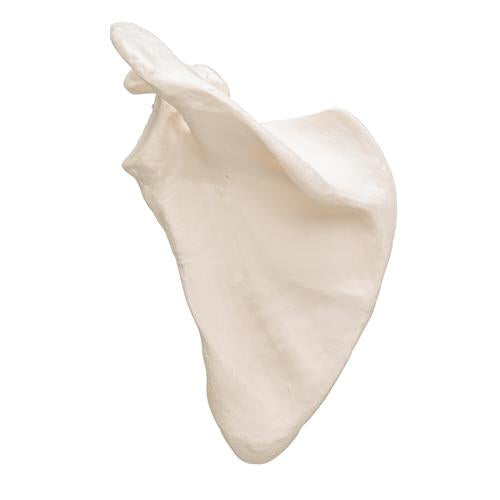 Model af skulderblad (scapula) – billede 3