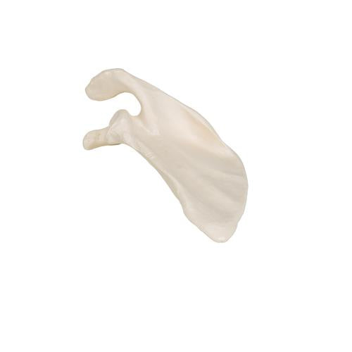 Model af skulderblad (scapula) – billede 8