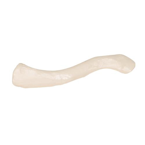 Model af kraveben (clavicula) – billede 3