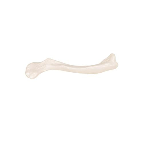 Model af kraveben (clavicula) – billede 5