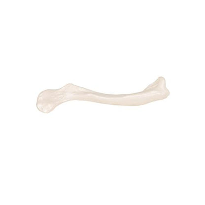 Model af kraveben (clavicula) – billede 5