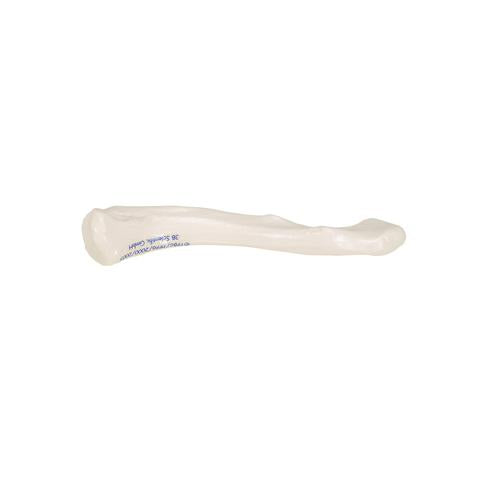 Model af kraveben (clavicula) – billede 8