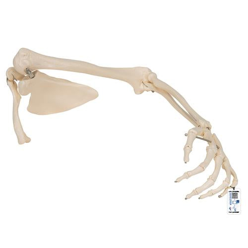 Arm Skelet m. Scapula og Clavicle