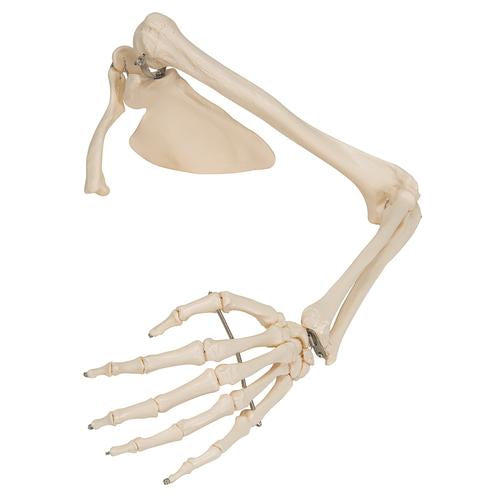 Arm Skelet m. Scapula og Clavicle