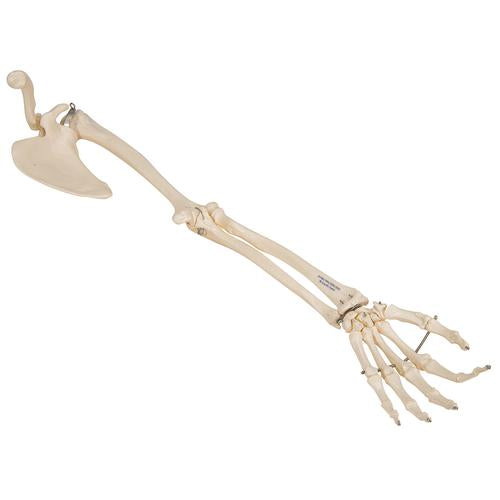 Arm Skelet m. Scapula og Clavicle
