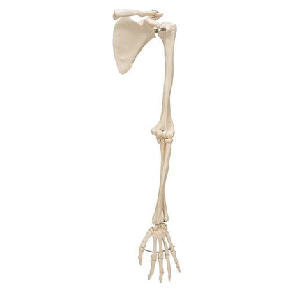 Arm Skelet m. Scapula og Clavicle