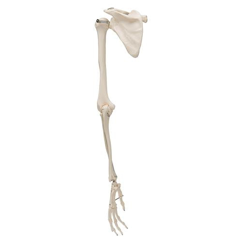 Arm Skelet m. Scapula og Clavicle