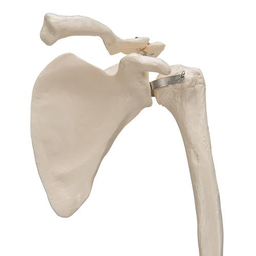 Arm Skelet m. Scapula og Clavicle