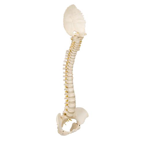 Rygsøjlemodel BONElike, barn – billede 4