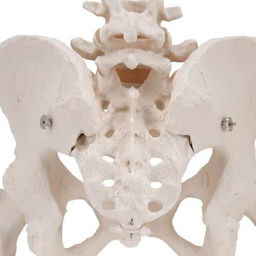 Kvindeligt Bækken Skelet Pelvic med Femur hoveder