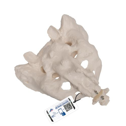 Model af korsben og haleben