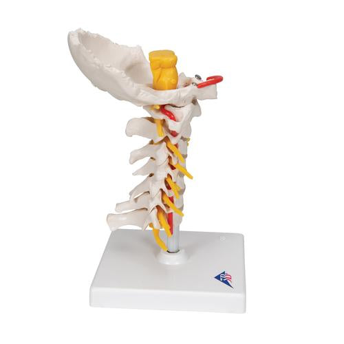 Cervikal Rygsøjle