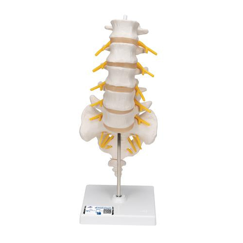 Lumbar Rygsøjle