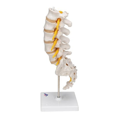 Lumbar Rygsøjle