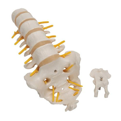 Lumbar Rygsøjle