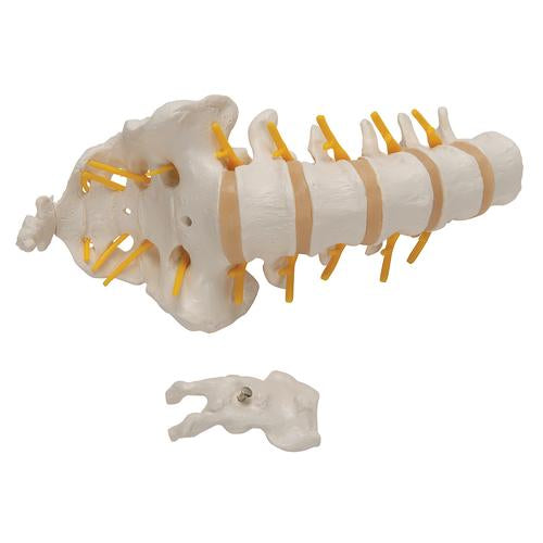 Lumbar Rygsøjle