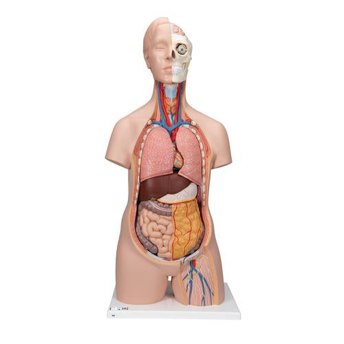 Klassisk Unisex Torso 12 dele
