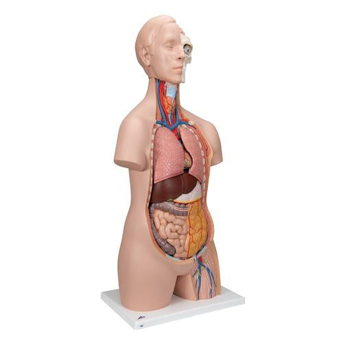Klassisk Unisex Torso 12 dele