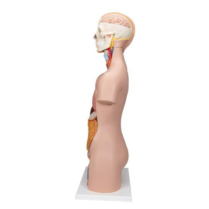 Klassisk Unisex Torso 12 dele