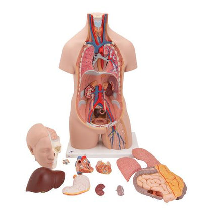 Klassisk Unisex Torso 12 dele