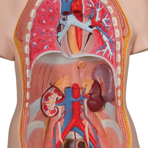 Klassisk Unisex Torso 12 dele