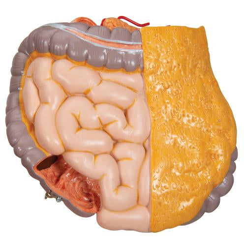 Klassisk Unisex Torso 12 dele