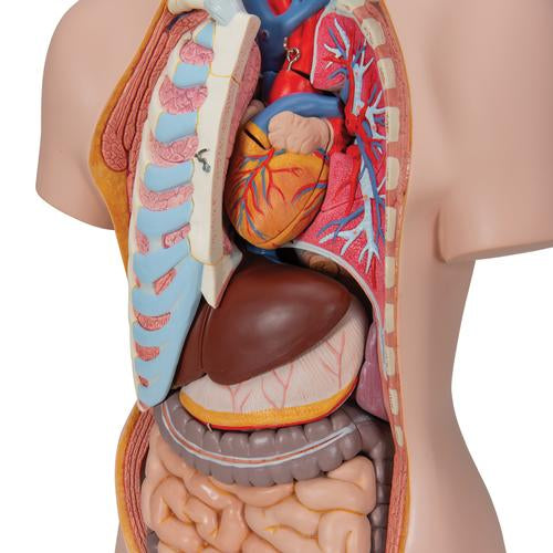 Klassisk Unisex Torso 16 dele