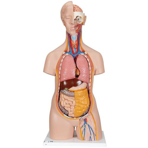 Klassisk Unisex Torso 14 dele